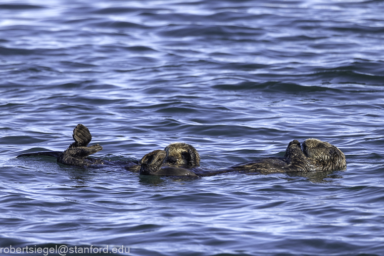 Monterey Bay whale watching